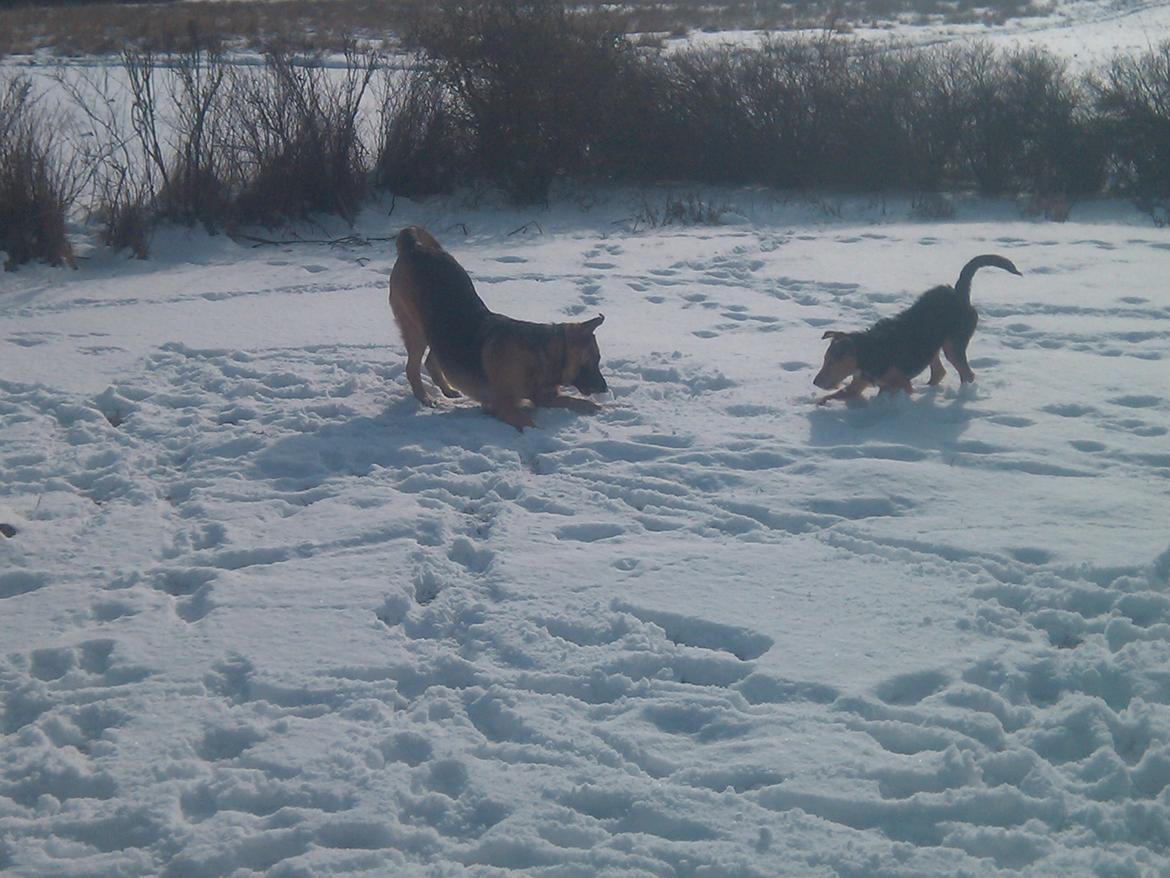 Blanding af racer pjevs (baby) billede 7