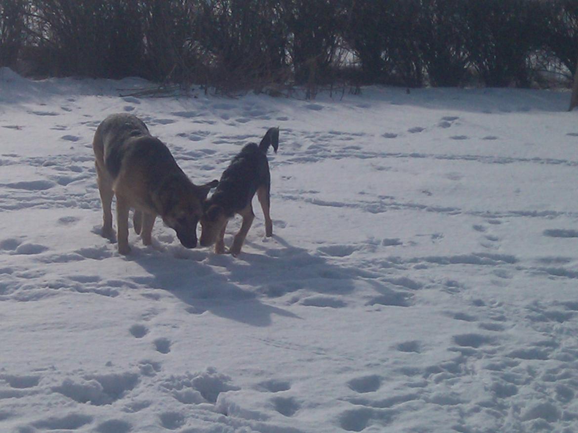 Blanding af racer pjevs (baby) billede 8