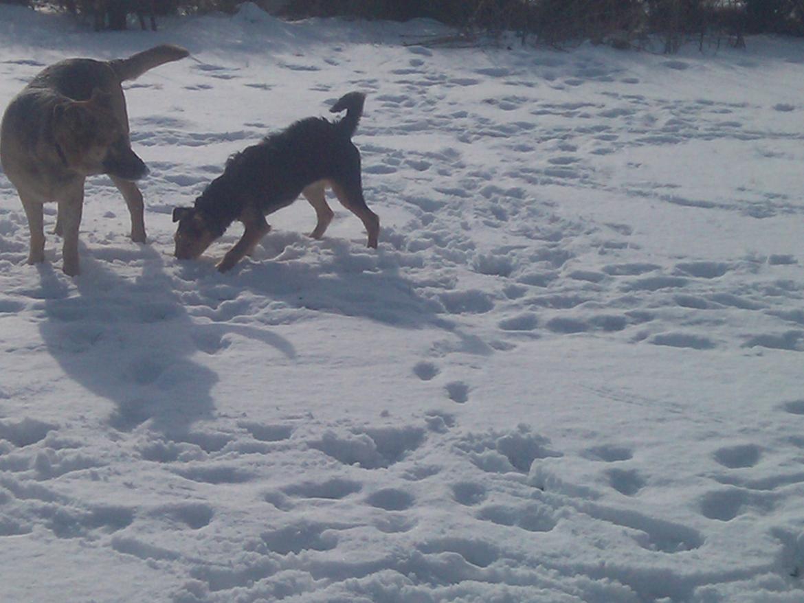 Blanding af racer pjevs (baby) billede 9