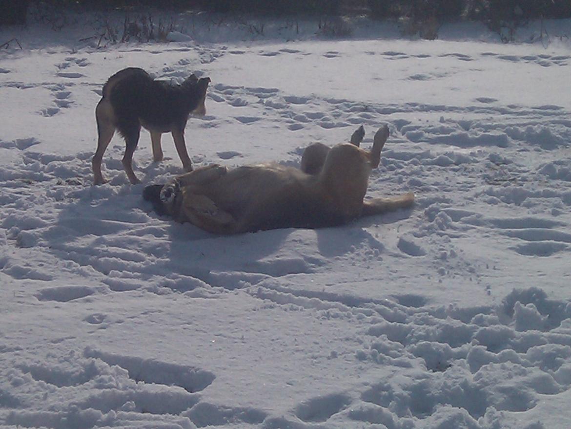 Blanding af racer pjevs (baby) billede 10