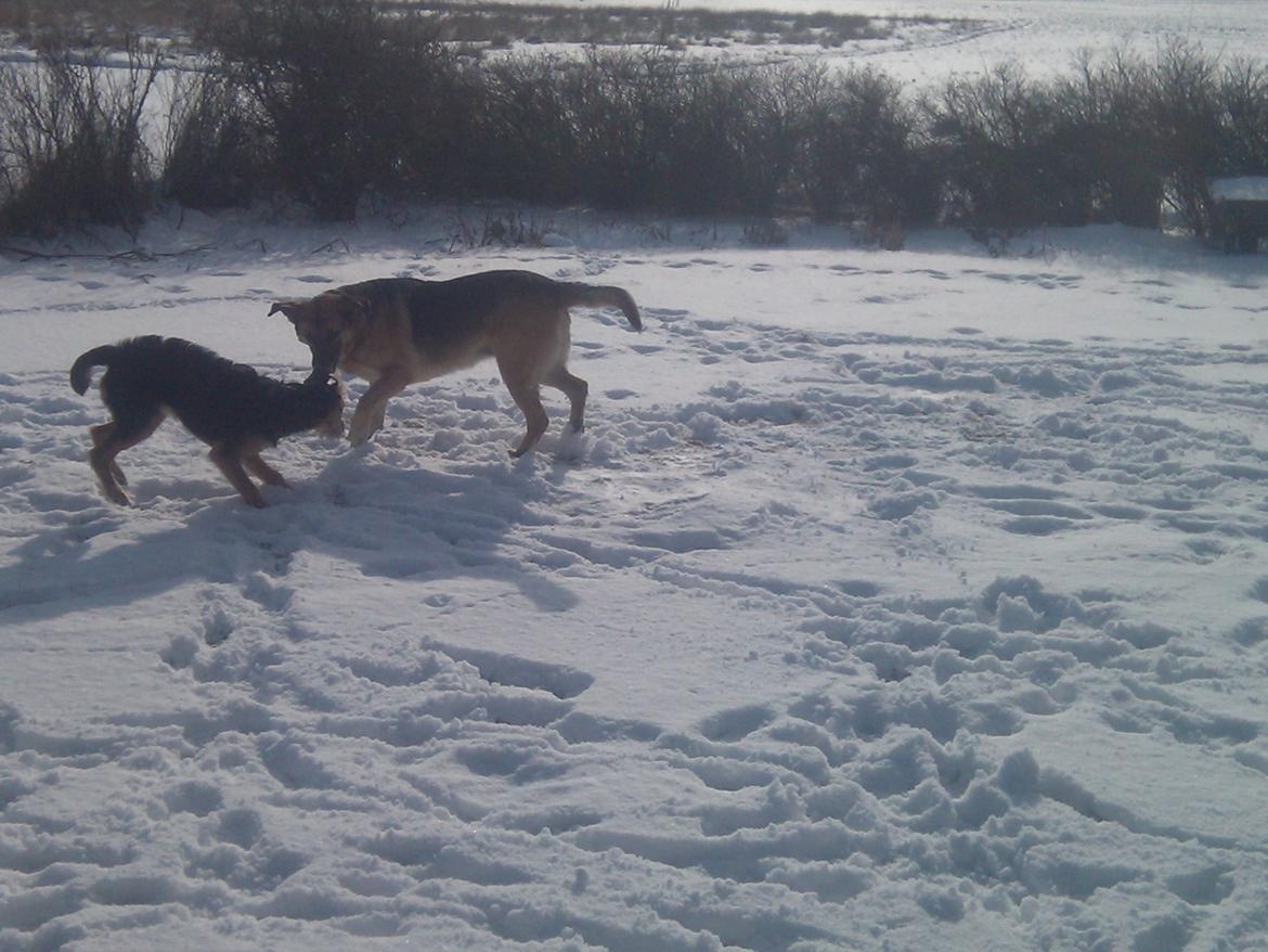 Blanding af racer pjevs (baby) billede 11