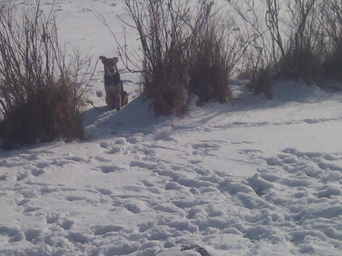 Blanding af racer pjevs (baby) billede 12