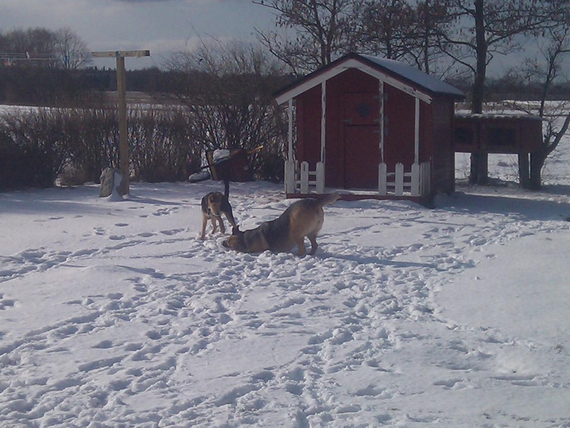 Blanding af racer pjevs (baby) billede 13