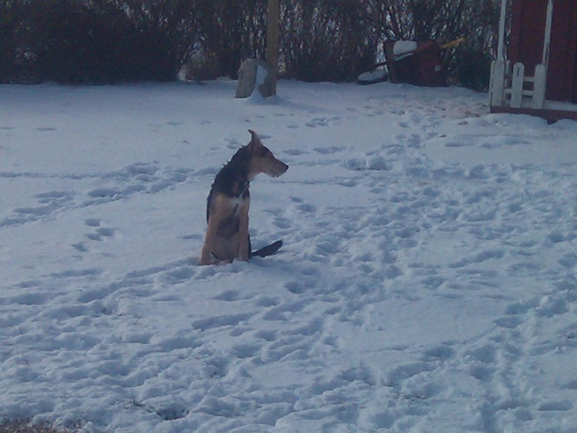 Blanding af racer pjevs (baby) billede 14