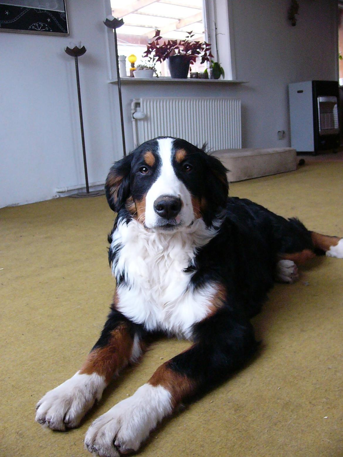 Berner sennenhund Sarabi billede 4