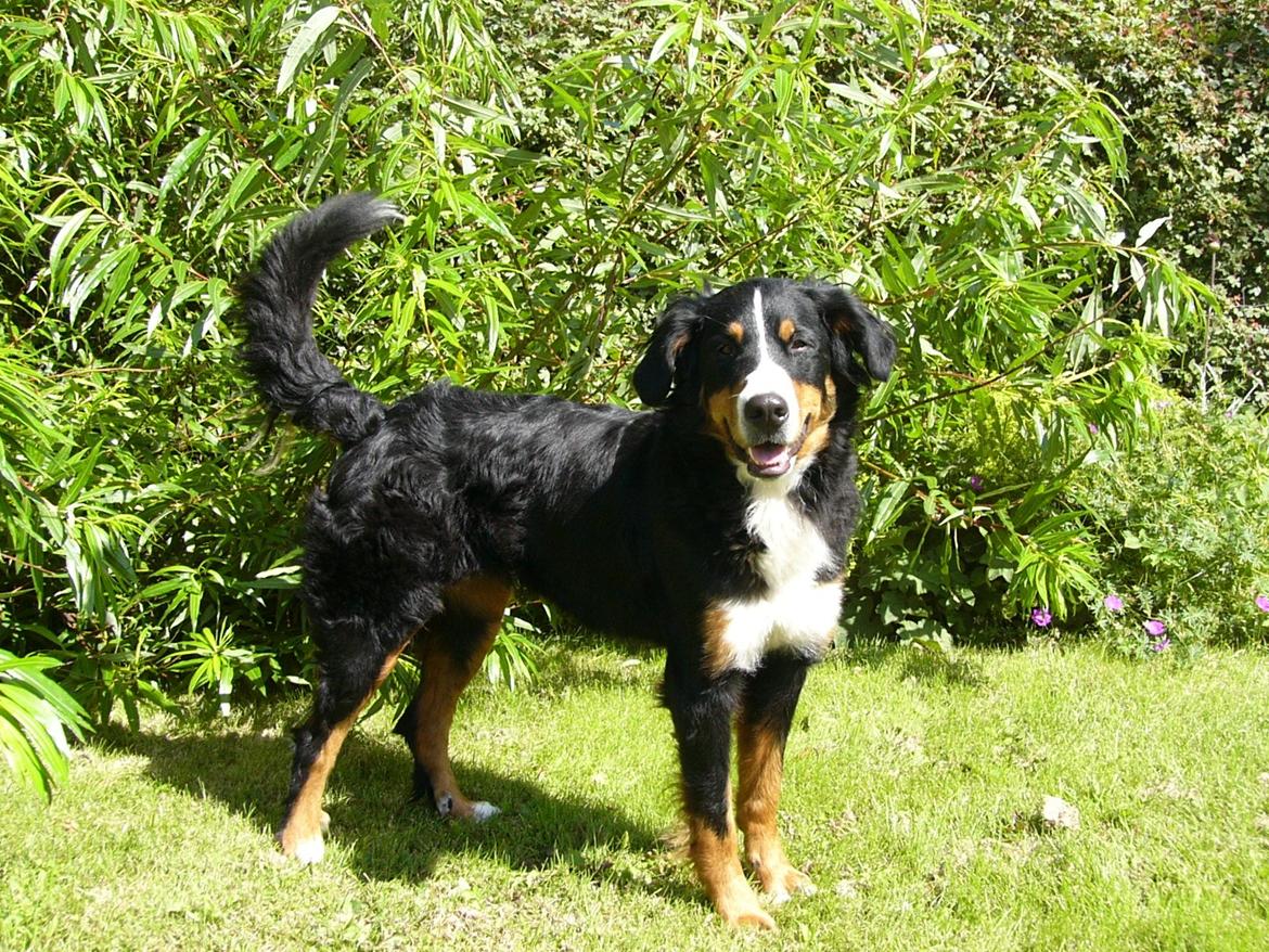 Berner sennenhund Freja - Taget d.17/7 2012 billede 2