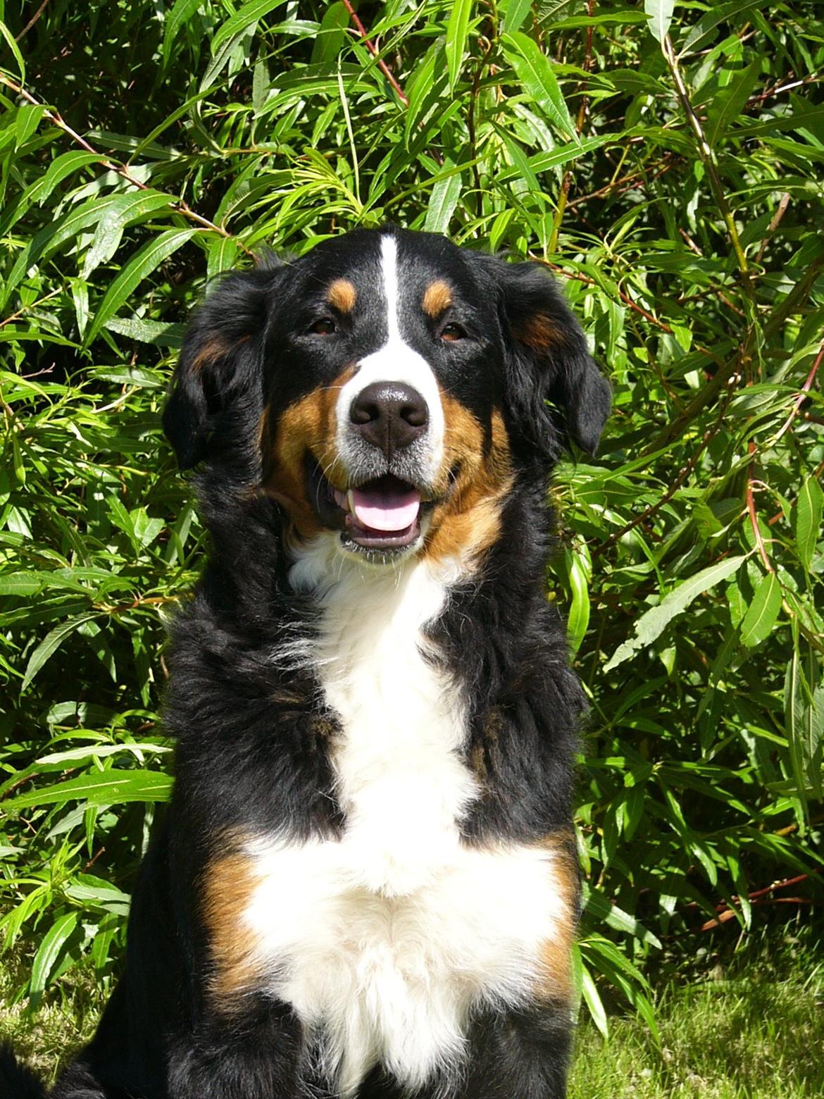 Berner sennenhund Freja - Taget d.17/7 2012 billede 1