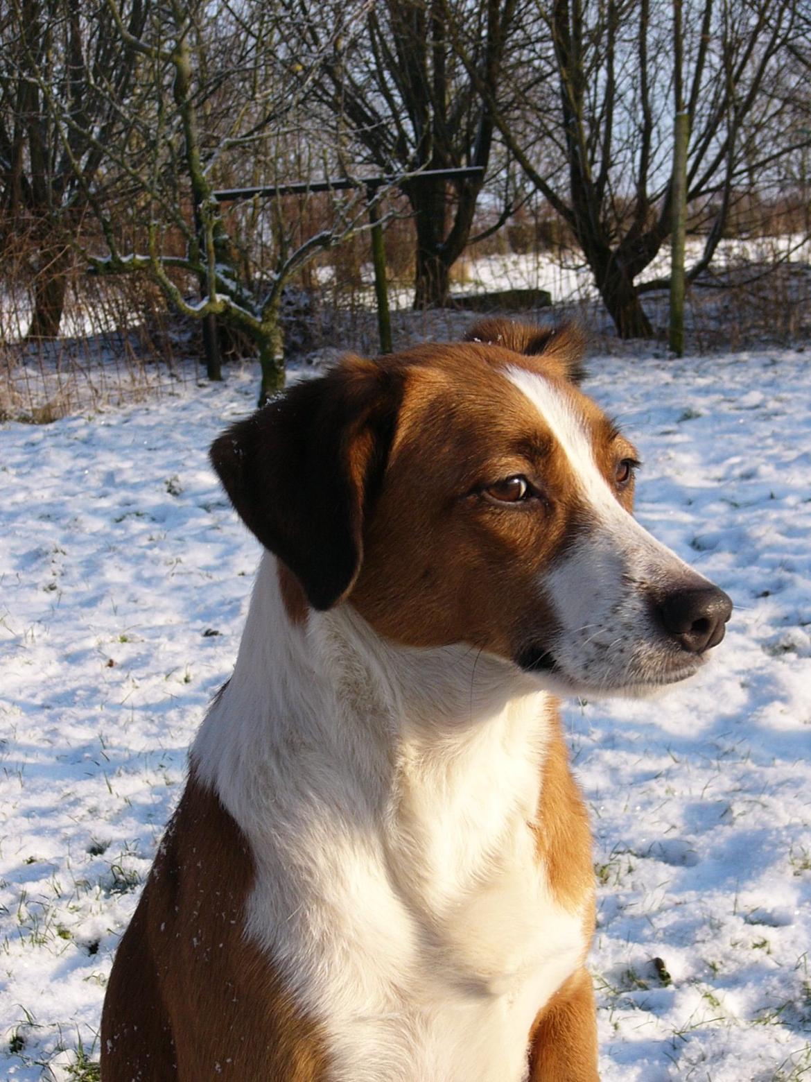 Blanding af racer Mille - Mille d.17/1 2013 billede 1