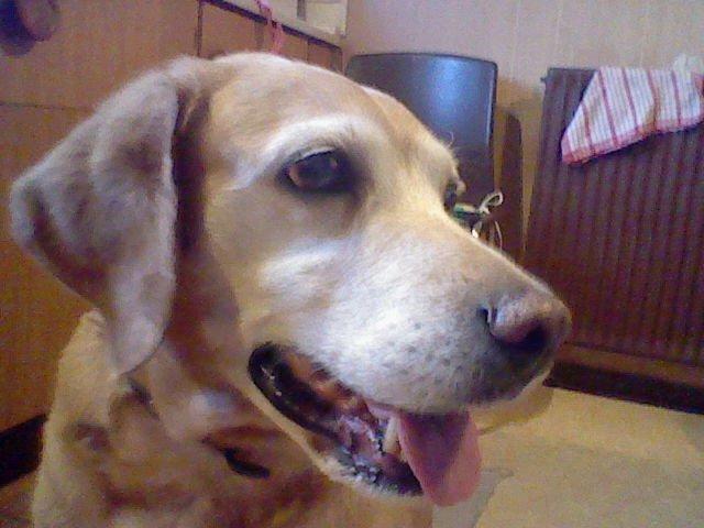 Labrador retriever Cignel (min mosters) billede 1