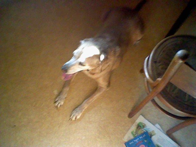 Labrador retriever Cignel (min mosters) billede 3
