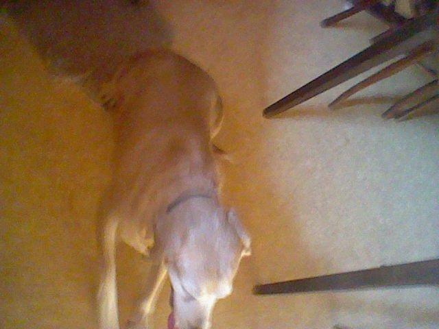 Labrador retriever Cignel (min mosters) billede 4