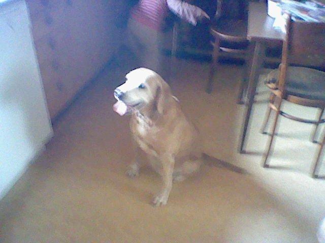 Labrador retriever Cignel (min mosters) billede 5
