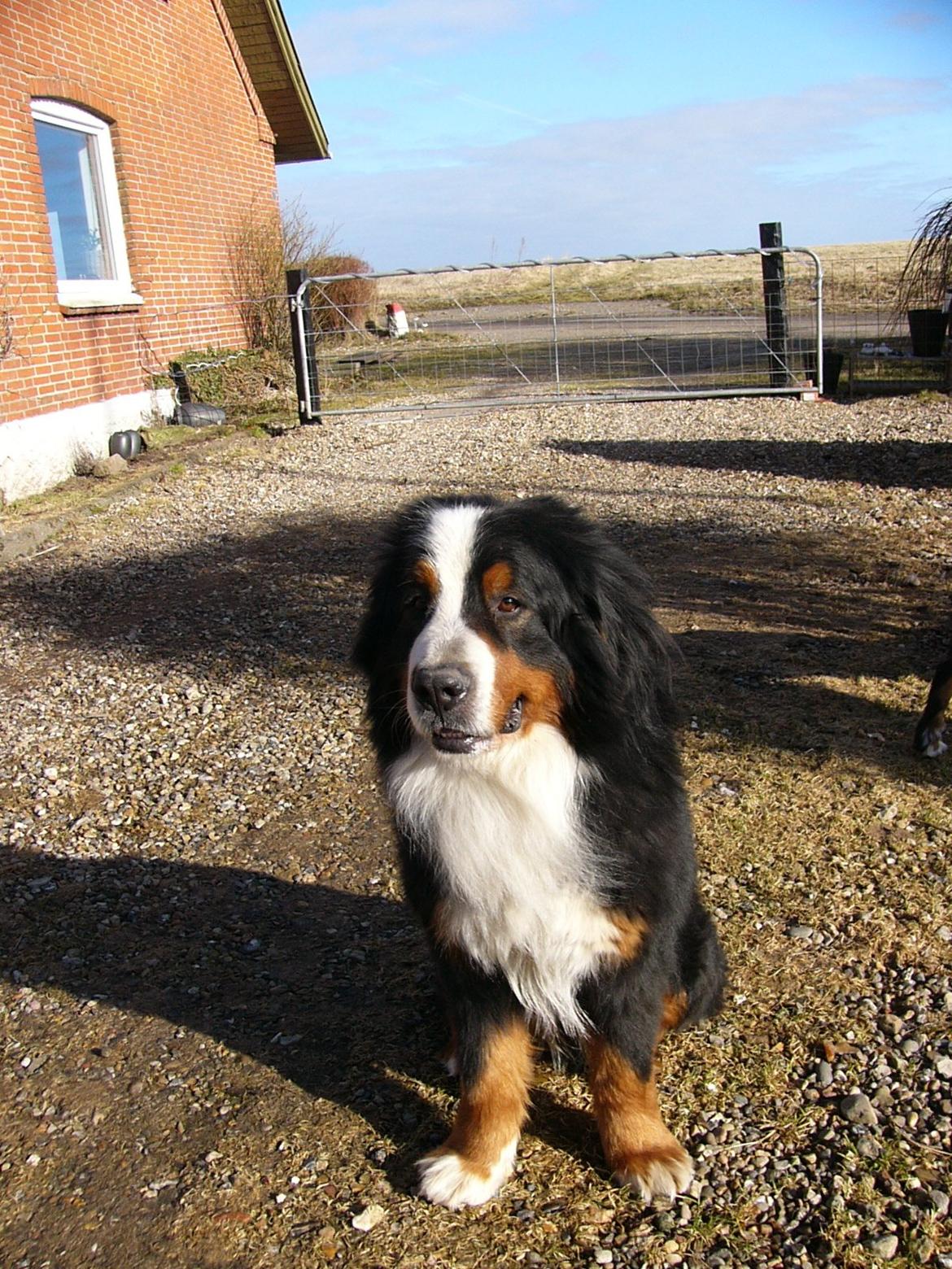 Berner sennenhund Alvin - Alvin d.4 marts 2013. Har er han ikke børstet og fået klippet han knuder væk. billede 8