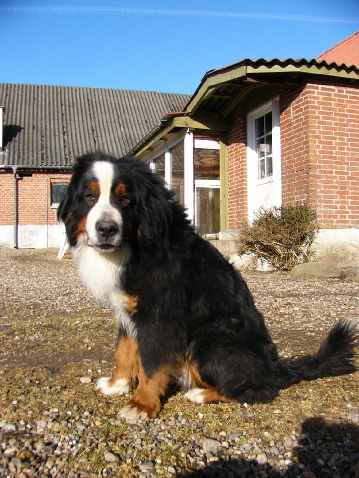 Berner sennenhund Alvin - Men han er en dejlig bamse.
 billede 9