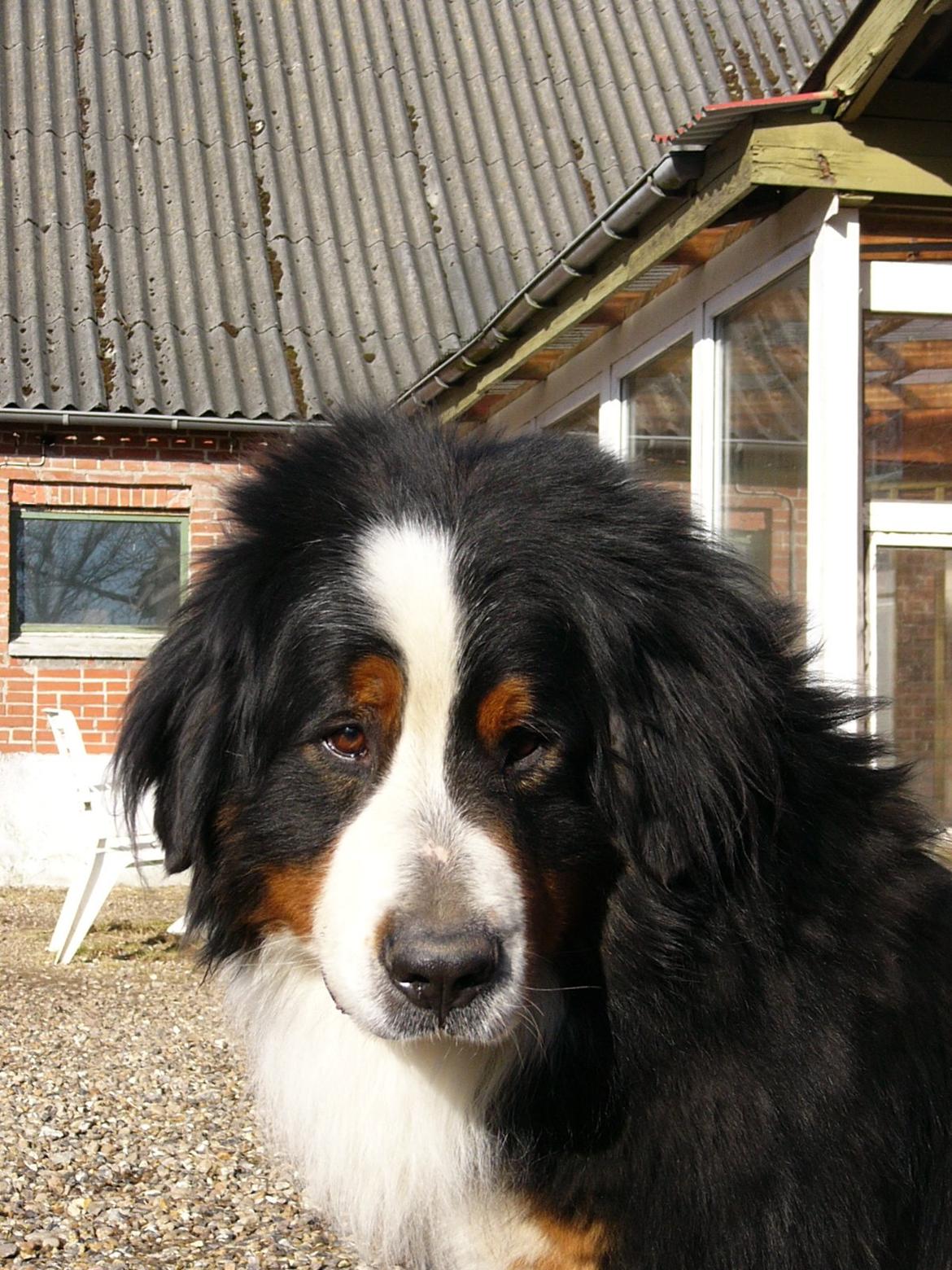 Berner sennenhund Alvin - Kær dreng. billede 10