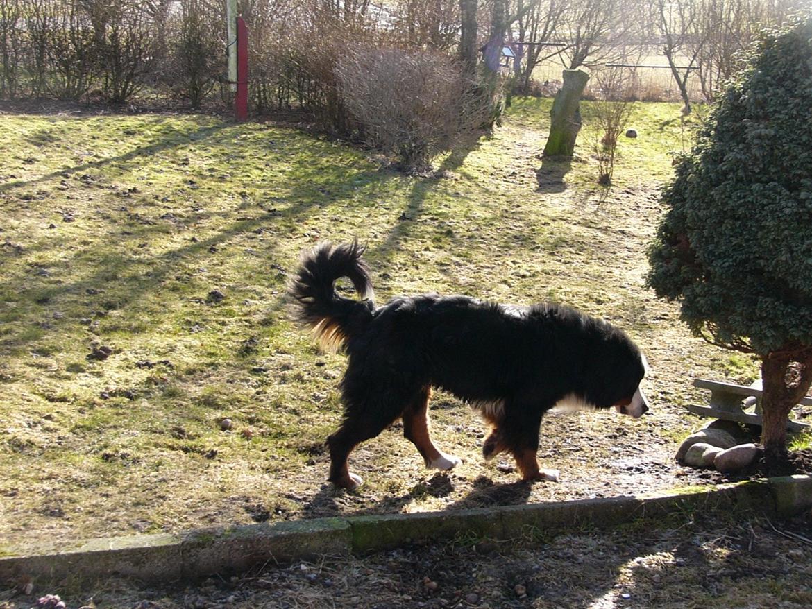 Berner sennenhund Alvin - Man kan godt se, han er tynd og pjusket billede 11