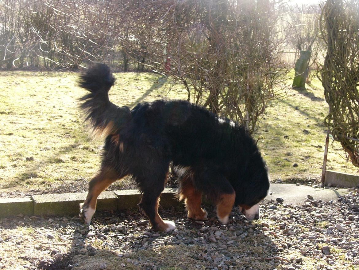 Berner sennenhund Alvin - Stakkels hund!! billede 12