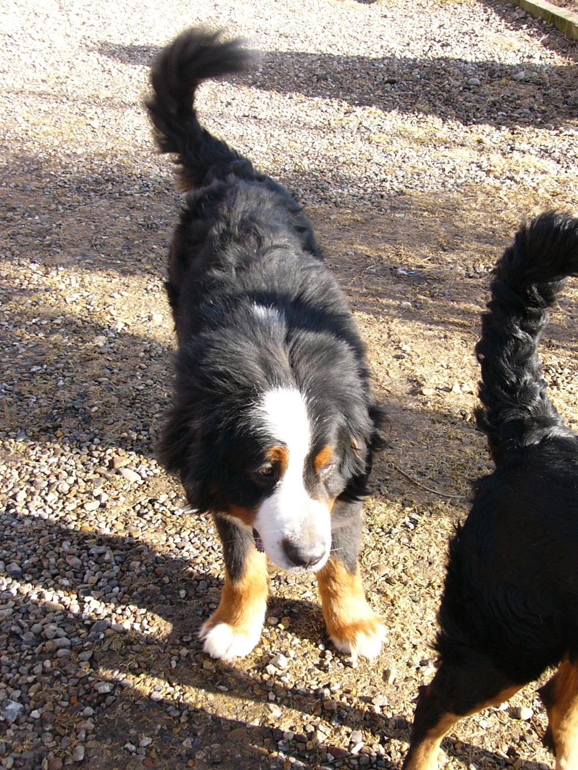 Berner sennenhund Alvin billede 13