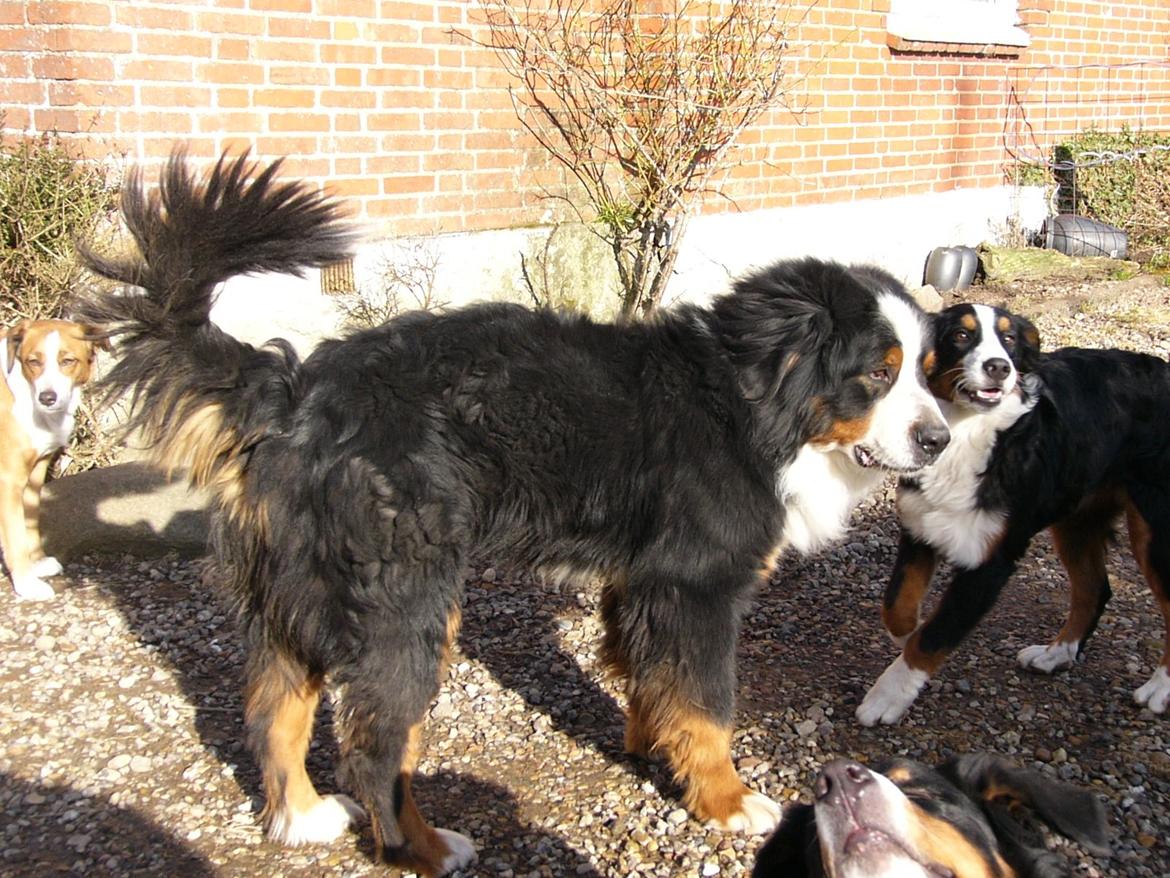 Berner sennenhund Alvin - Pjusket og filtret hund. billede 14
