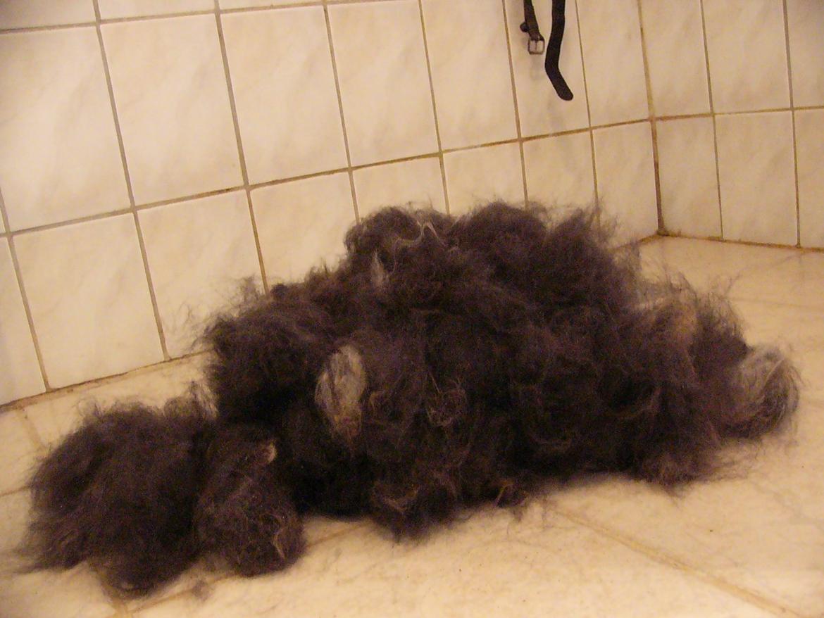 Berner sennenhund Alvin - Så blev han børstet. Hold op der var meget pels der skulle børstes og klippes af. Han havde kæmpe knuder under ørene og rystede hele tiden på hovedet.  billede 15