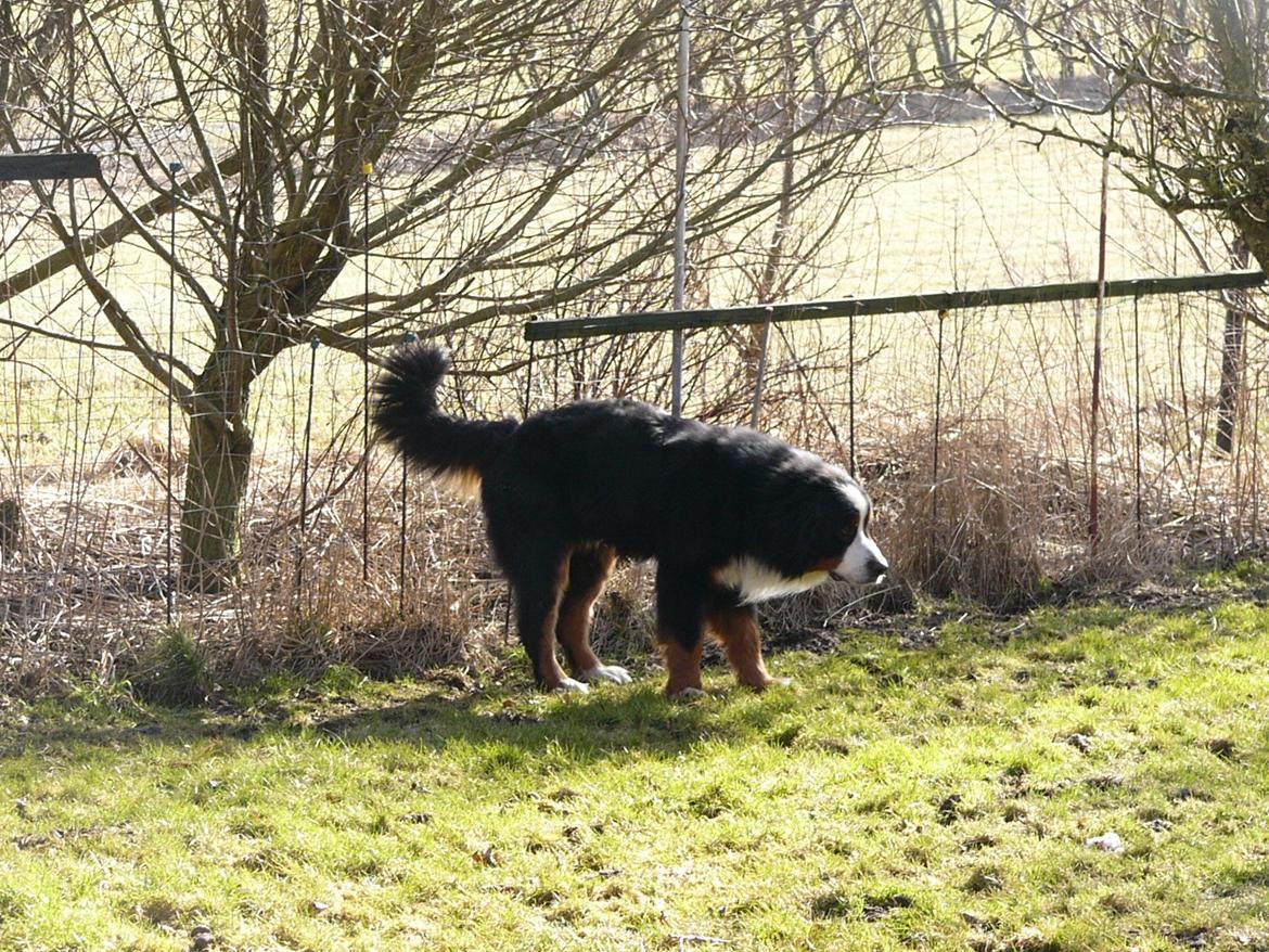 Berner sennenhund Alvin - Efter pleje og børstning d.4 marts. SMUK hund.!! billede 16