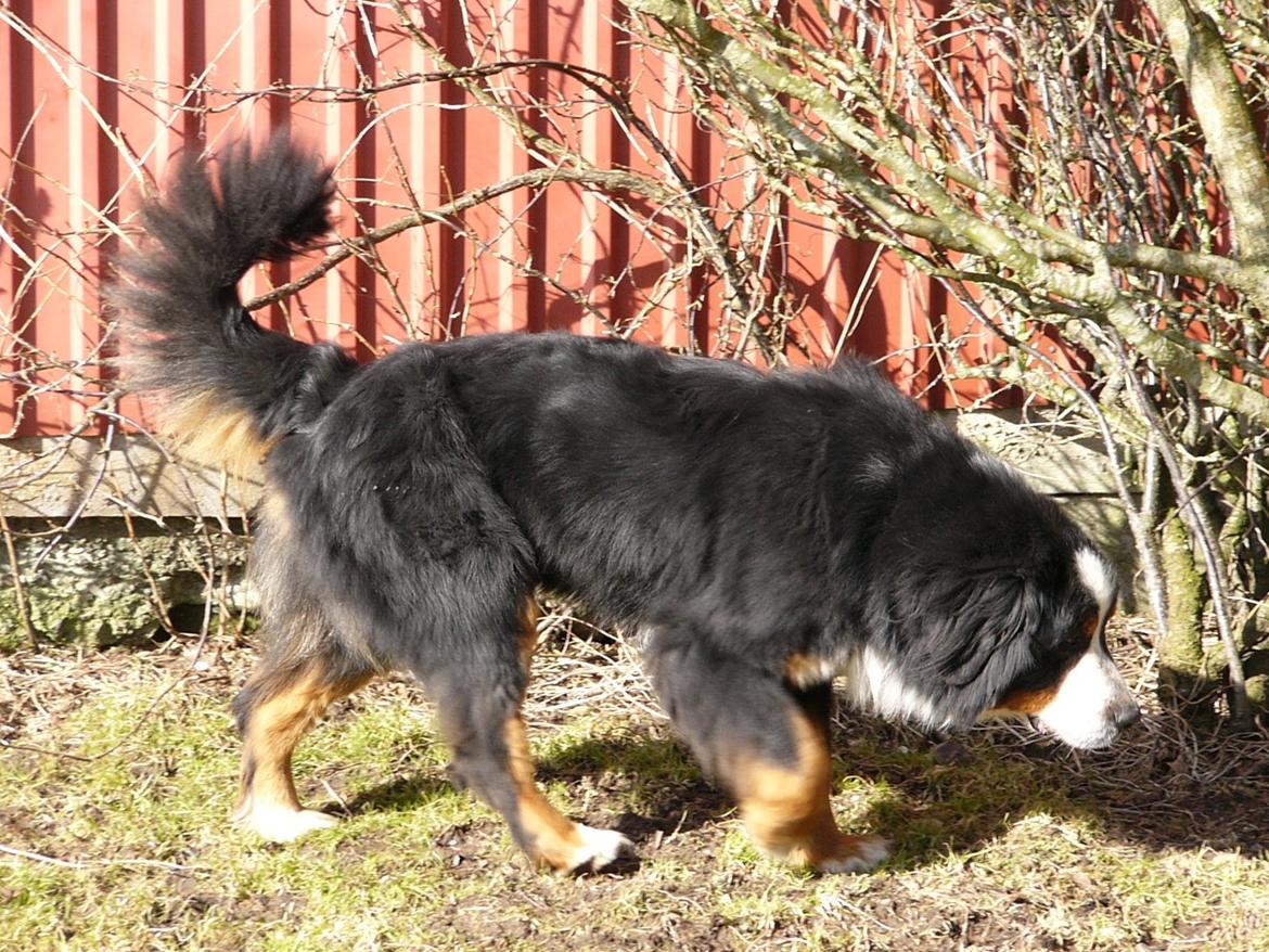 Berner sennenhund Alvin - Se det pyntede jo!! billede 17