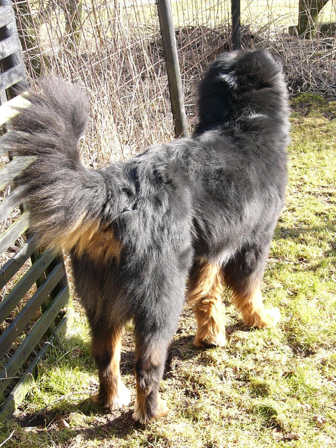 Berner sennenhund Alvin - Han endda smuk bagfra ;o) billede 18