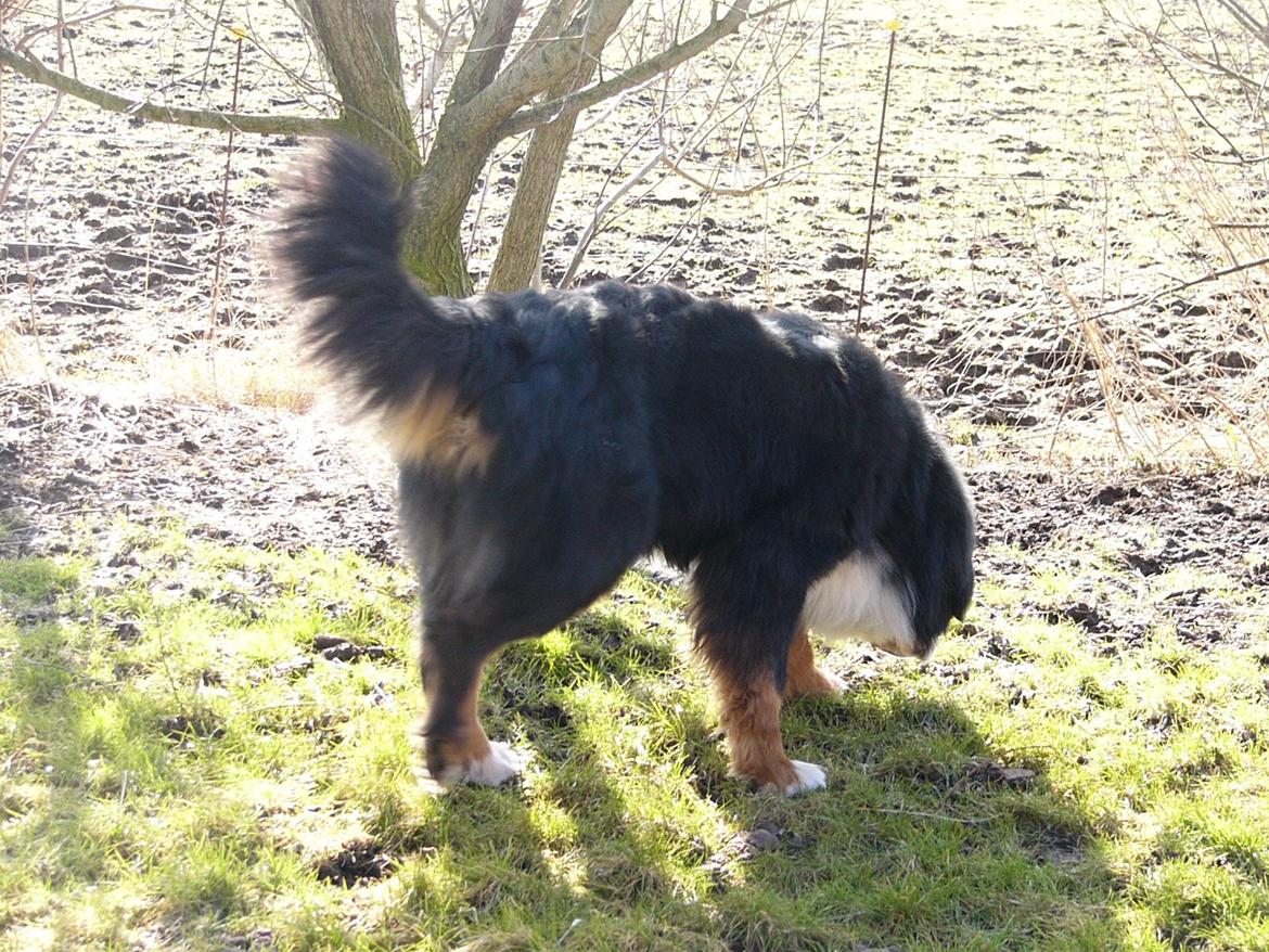 Berner sennenhund Alvin billede 19