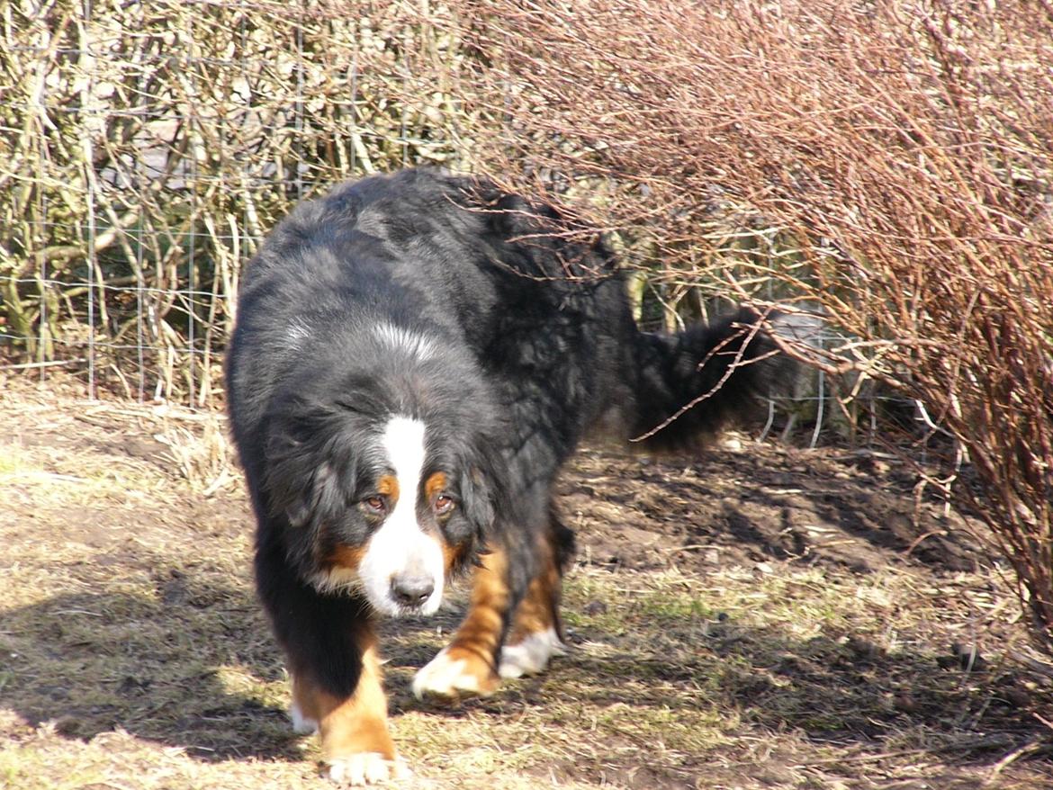 Berner sennenhund Alvin - Nåååå dejlig hund! billede 20