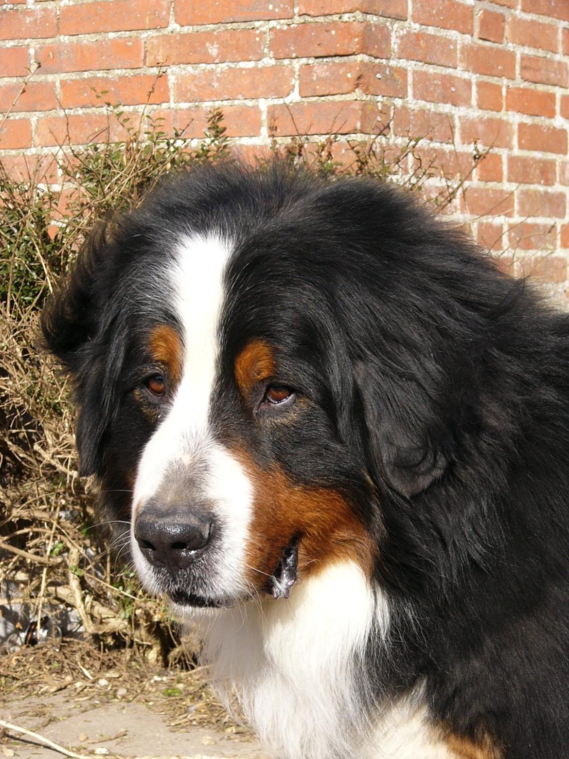 Berner sennenhund Alvin - Nååååhhh billede 21