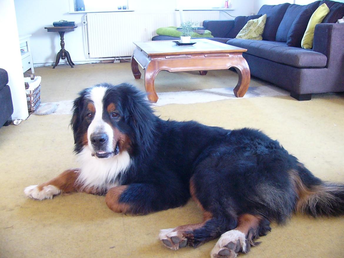 Berner sennenhund Alvin - Han ligner en gammel træt hund. Stakkels fyr, med det han har oplevet.! billede 22