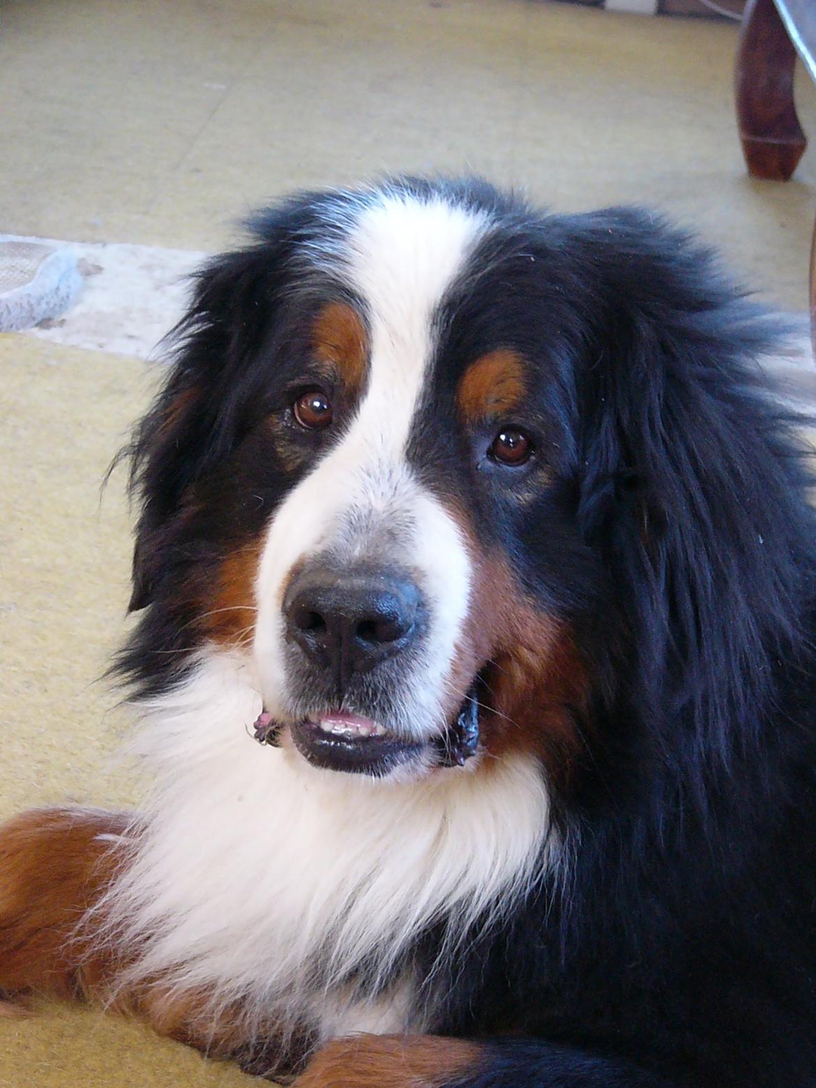 Berner sennenhund Alvin billede 23