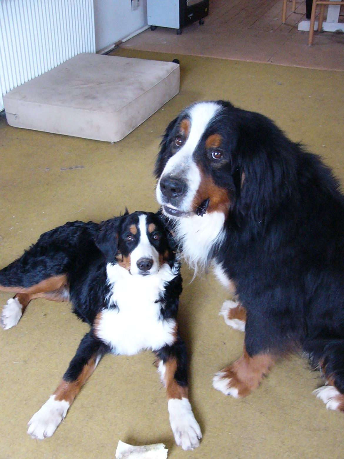 Berner sennenhund Alvin - Sarabi og Alvin d.6 marts billede 24