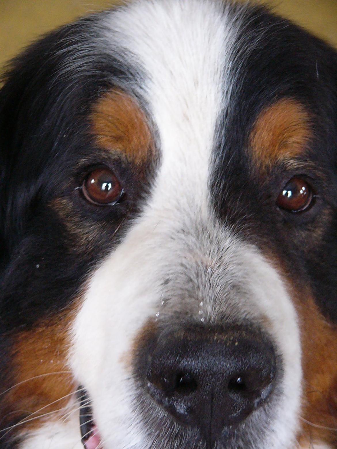 Berner sennenhund Alvin - Alvin.. billede 25