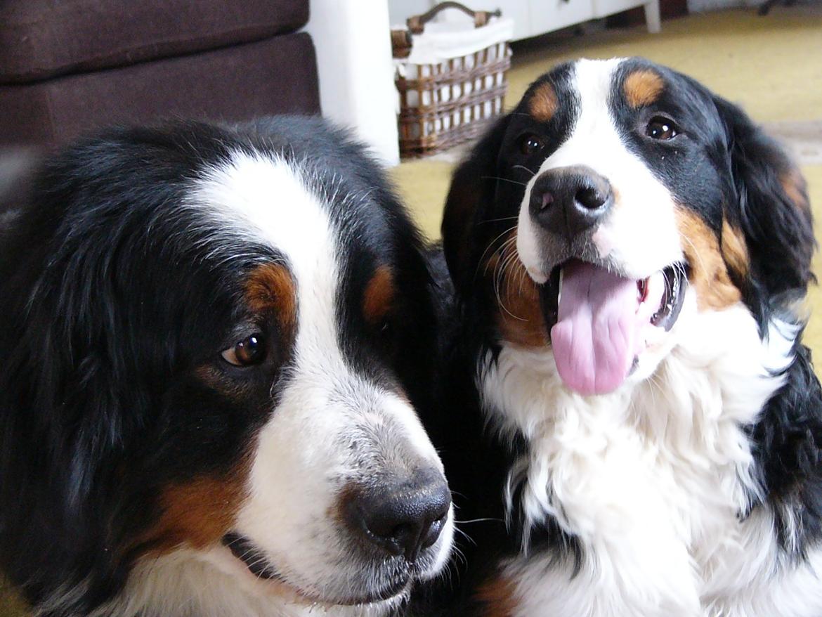 Berner sennenhund Alvin - Alvin og Sarabi. billede 26