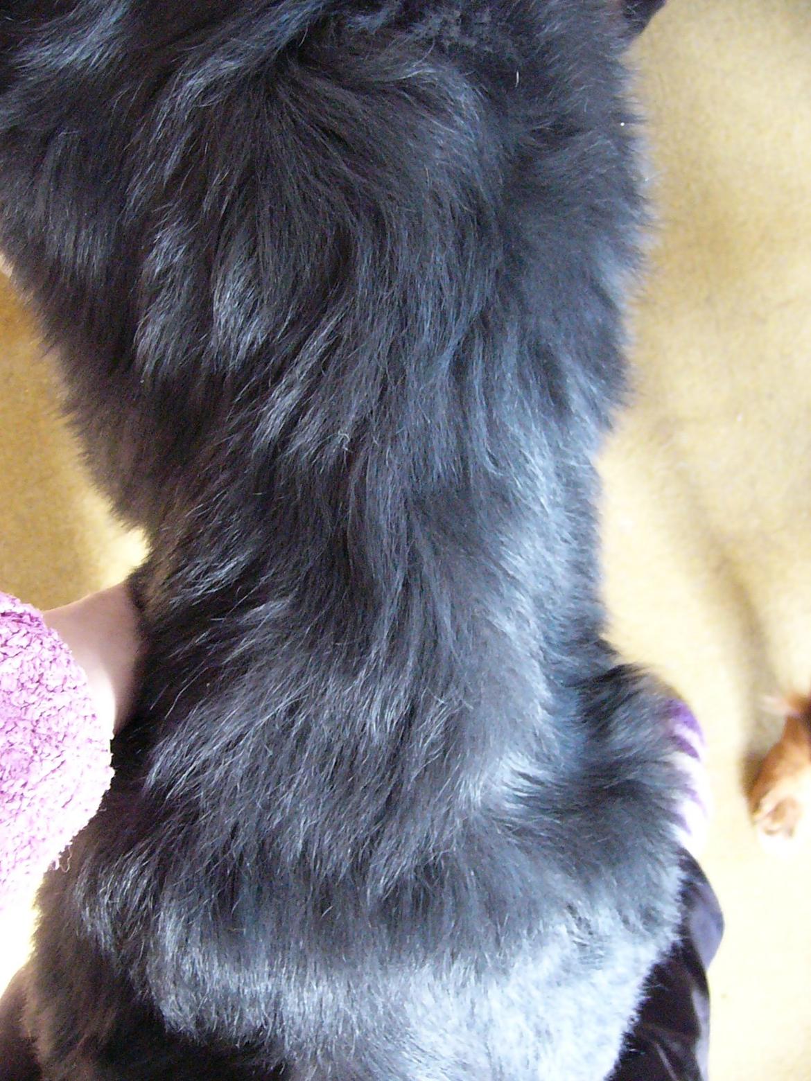 Berner sennenhund Alvin - Så tynd er han :o( Man kan mærke alle benene i hans krop. Hvis han ikke havde så meget pels, så ville man tydeligt kunne se dem. Det er her han kun er 10 - 12 cm over/bred. :o( Man kan tydeligt mærke hans hofter og deres former ;o( STAKKEL!! billede 27