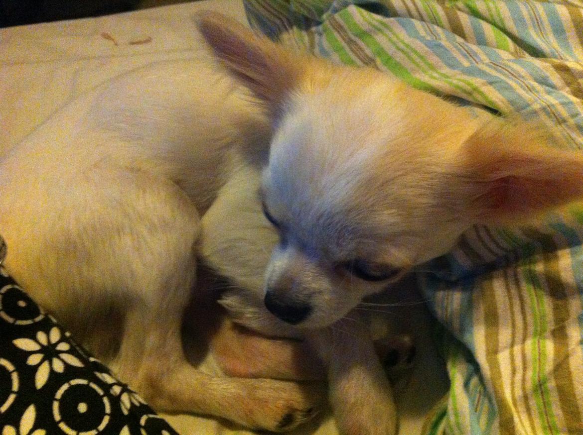 Chihuahua Cody billede 11