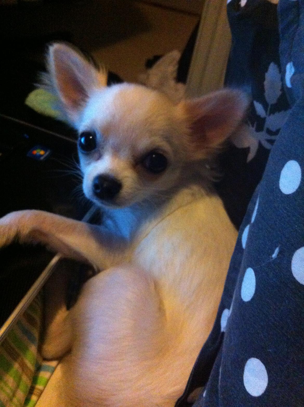 Chihuahua Cody billede 1