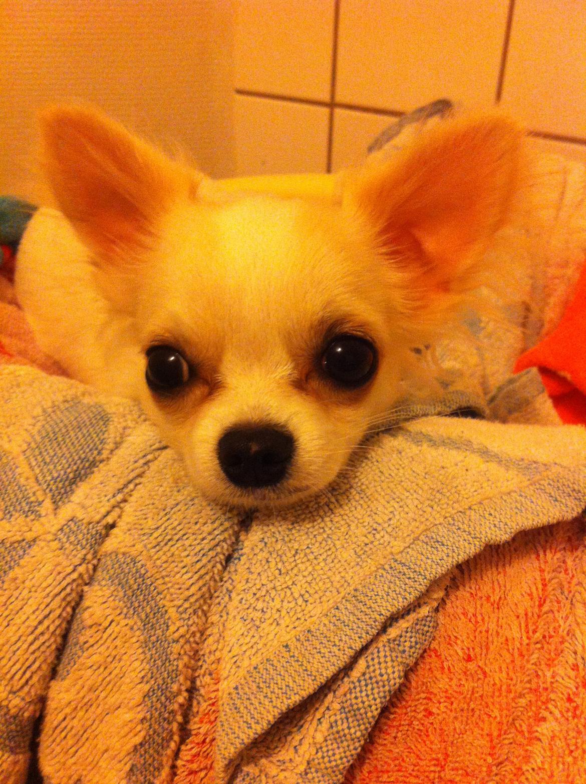 Chihuahua Cody billede 2