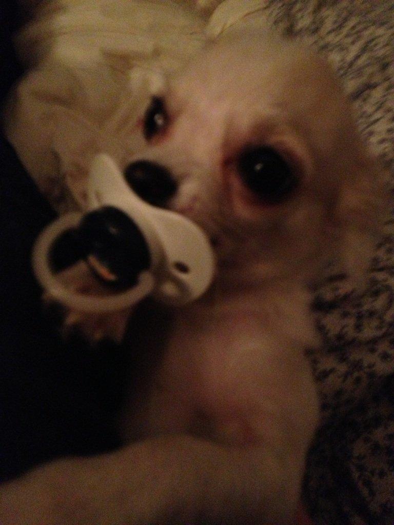 Chihuahua Cody - Cody kan godt li' sutter:-) billede 19