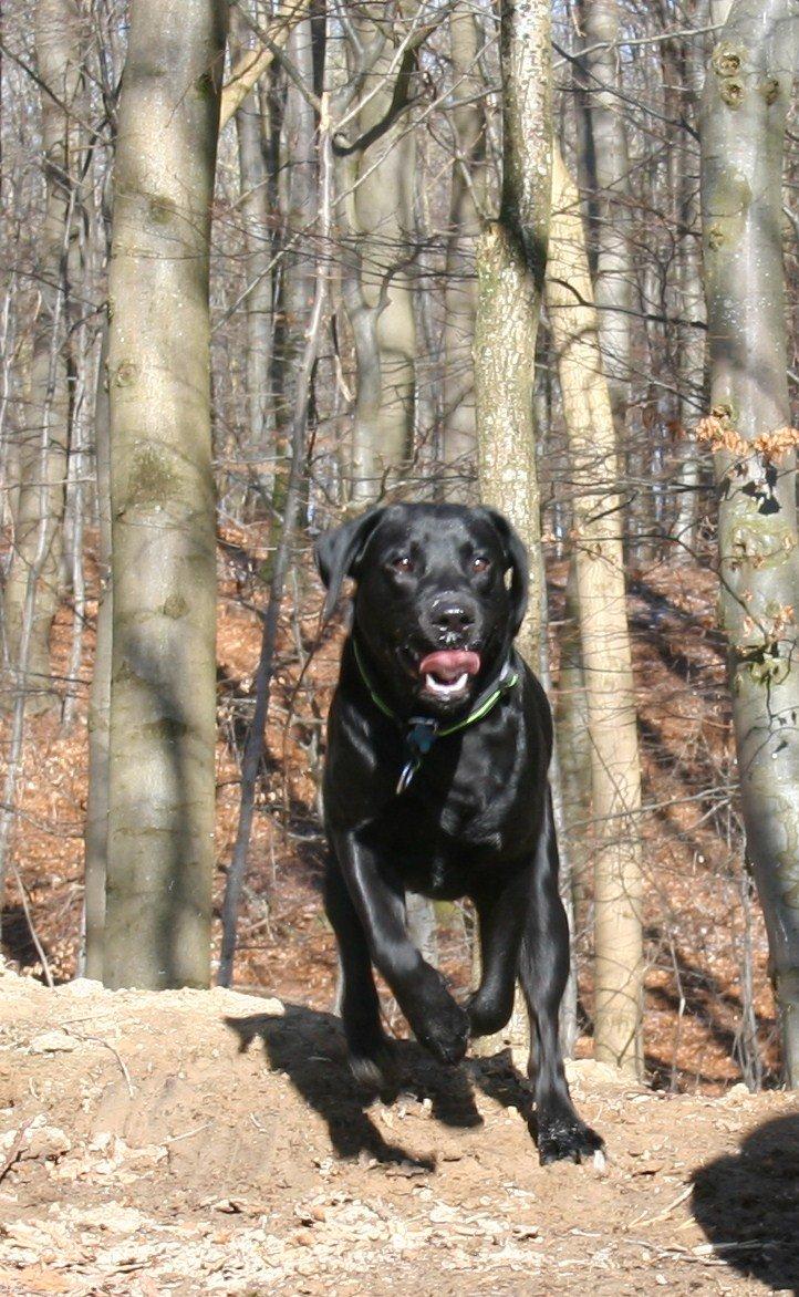 Labrador retriever Blue billede 1