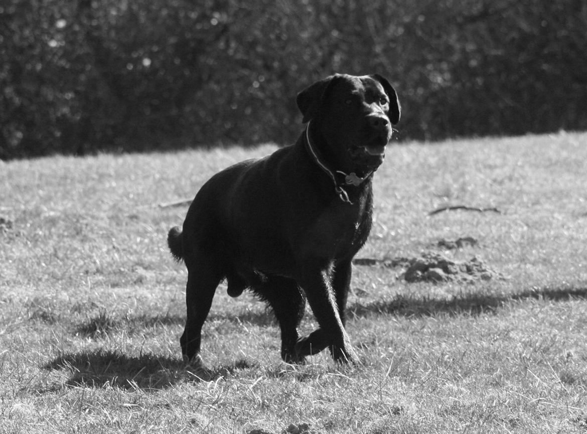 Labrador retriever Blue billede 10