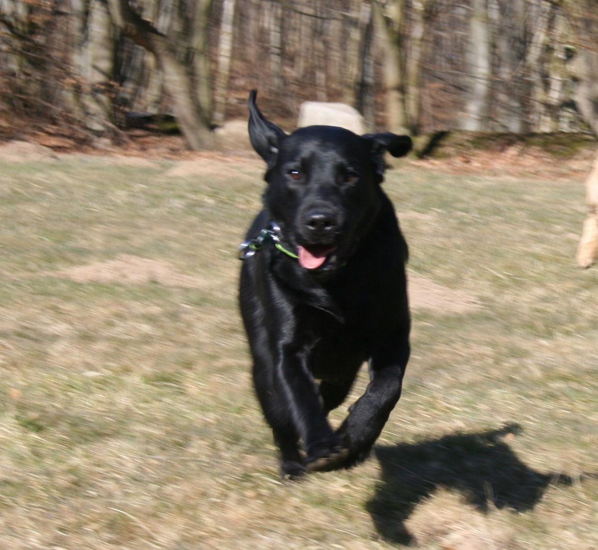 Labrador retriever Blue billede 19