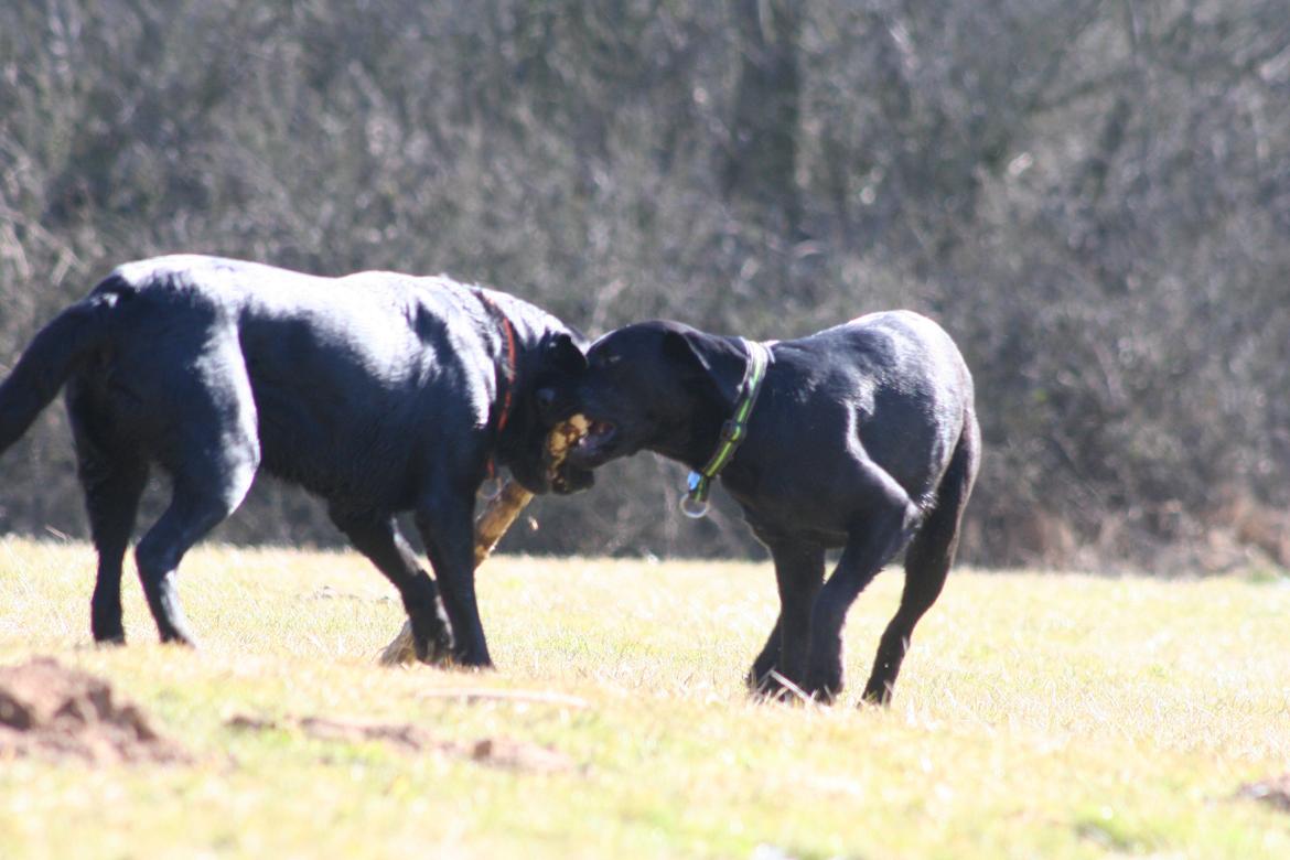 Labrador retriever Blue billede 3