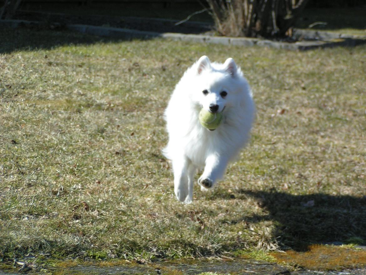 Japansk spids Molly (Bright- Night- Lady) - Molly leger i haven 8 mrd. billede 18