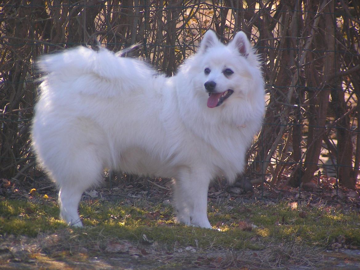 Japansk spids Molly (Bright- Night- Lady) - Så fin du er :) 8 mrd billede 19