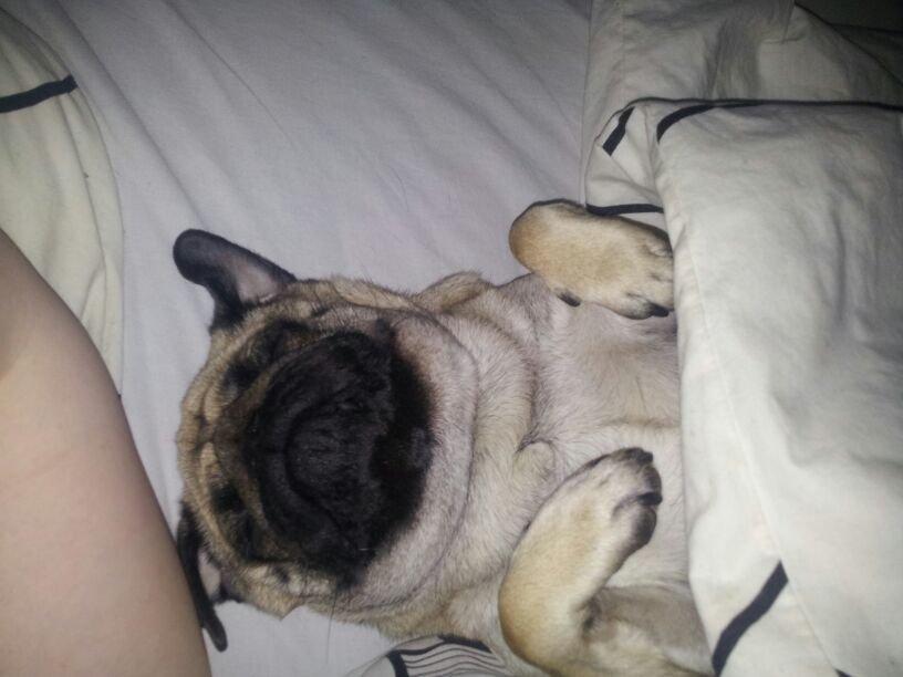 Mops Lotti billede 1