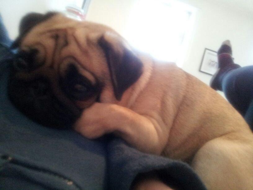 Mops Lotti billede 2