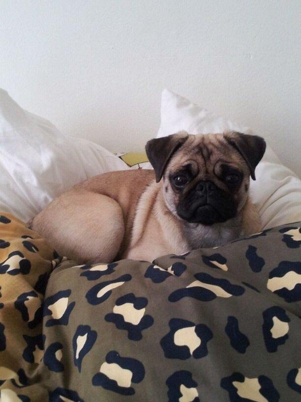 Mops Lotti billede 3