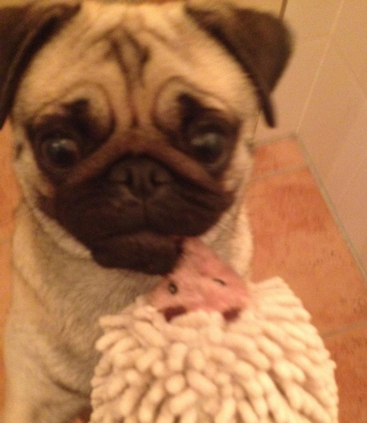 Mops Lotti billede 4